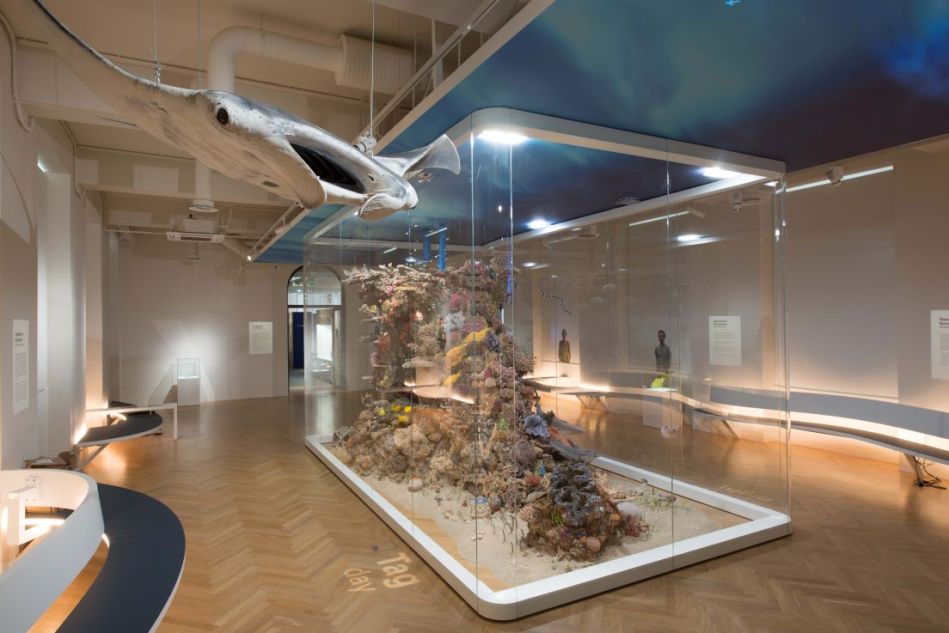 Ausstellungsvitrine im Senckenberg Naturmuseums mit einem von der Decke hängenden Rochen