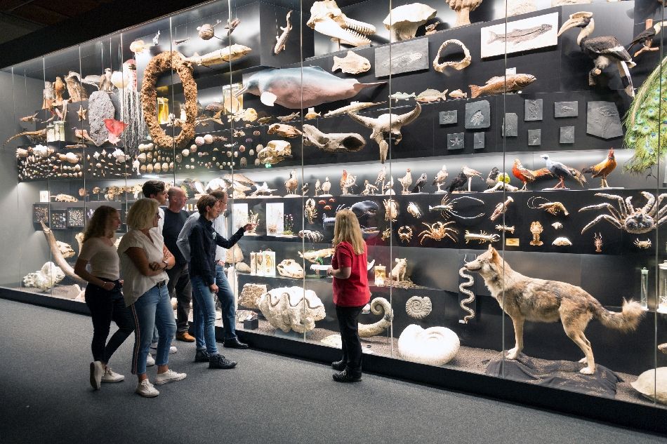 Besucher*innen und Führerin vor einer großen Vitrine mit vielen Ausstellungsstücken im Senckenberg Naturmuseum